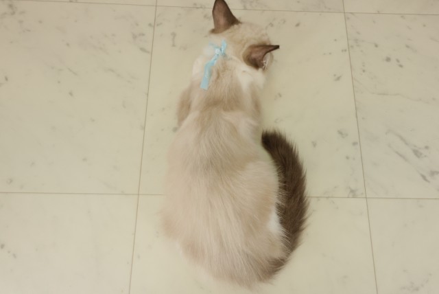 広島県のラグドール (Coo&RIKU広島北店/2025年7月29日生まれ/男の子/シールポイントバイカラー)の子猫の4枚目の画像