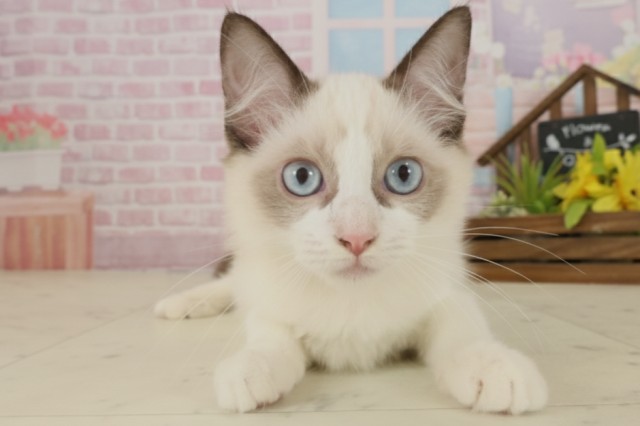 高知県のラグドール (Coo&RIKU高知御座店/2025年7月29日生まれ/女の子/シールポイントバイカラー)の子猫の1枚目の画像