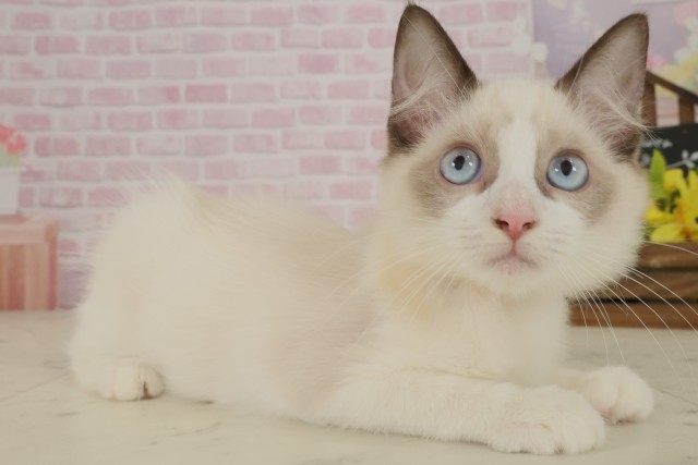 高知県のラグドール (Coo&RIKU高知御座店/2025年7月29日生まれ/女の子/シールポイントバイカラー)の子猫の2枚目の画像