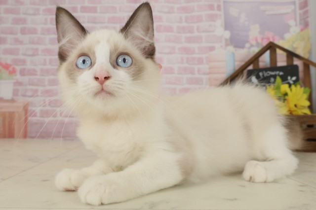 高知県のラグドール (Coo&RIKU高知御座店/2025年7月29日生まれ/女の子/シールポイントバイカラー)の子猫の3枚目の画像