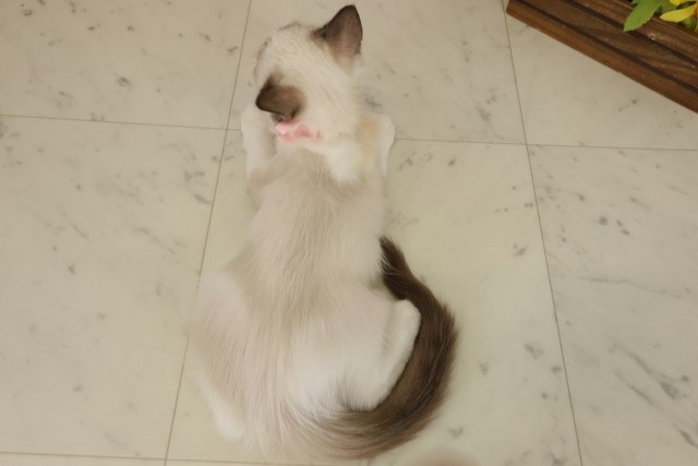 高知県のラグドール (Coo&RIKU高知御座店/2025年7月29日生まれ/女の子/シールポイントバイカラー)の子猫の4枚目の画像