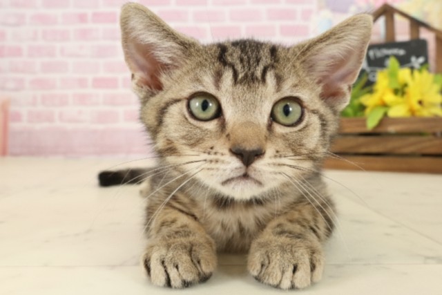 福岡県のマンチカン (Coo&RIKU小倉店/2025年8月22日生まれ/男の子/ブラウンタビー)の子猫の1枚目の画像