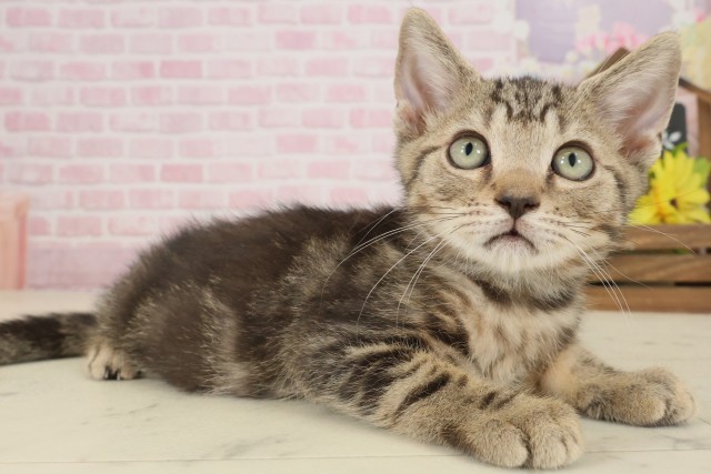 福岡県のマンチカン (Coo&RIKU小倉店/2025年8月22日生まれ/男の子/ブラウンタビー)の子猫の2枚目の画像