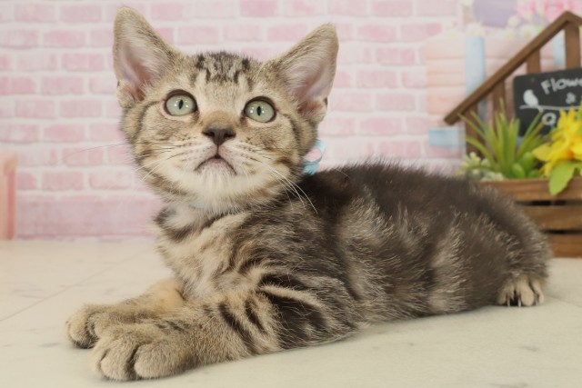 福岡県のマンチカン (Coo&RIKU小倉店/2025年8月22日生まれ/男の子/ブラウンタビー)の子猫の3枚目の画像