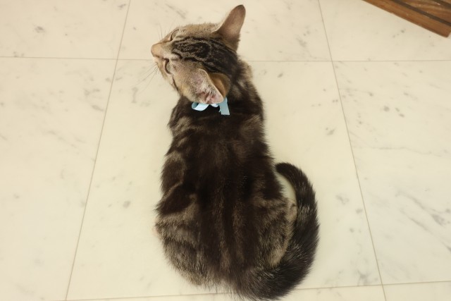 福岡県のマンチカン (Coo&RIKU小倉店/2025年8月22日生まれ/男の子/ブラウンタビー)の子猫の4枚目の画像