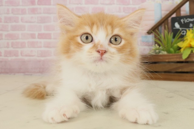 徳島県のラガマフィン (Coo&RIKU徳島店/2025年9月1日生まれ/男の子/レッドタビーホワイト)の子猫