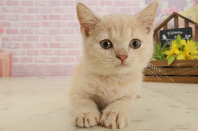 広島県のブリティッシュショートヘアー (Coo&RIKUゆめタウン大竹店/2025年8月26日生まれ/男の子/クリームタビー)の子猫の1枚目の画像