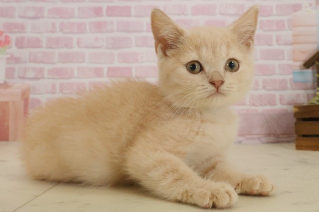 広島県のブリティッシュショートヘアー (Coo&RIKUゆめタウン大竹店/2025年8月26日生まれ/男の子/クリームタビー)の子猫の2枚目の画像