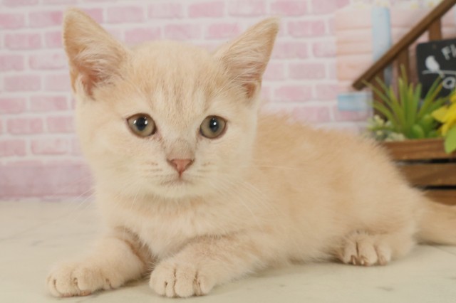 広島県のブリティッシュショートヘアー (Coo&RIKUゆめタウン大竹店/2025年8月26日生まれ/男の子/クリームタビー)の子猫の3枚目の画像