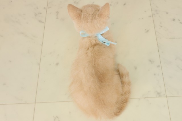 広島県のブリティッシュショートヘアー (Coo&RIKUゆめタウン大竹店/2025年8月26日生まれ/男の子/クリームタビー)の子猫の4枚目の画像