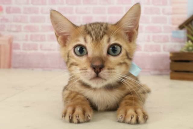 岡山県のベンガル (Coo&RIKU岡山店/2025年8月19日生まれ/男の子/ブラウンスポットタビー)の子猫
