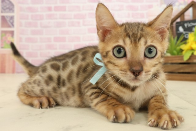 岡山県のベンガル (Coo&RIKU岡山店/2025年8月19日生まれ/男の子/ブラウンスポットタビー)の子猫の2枚目の画像