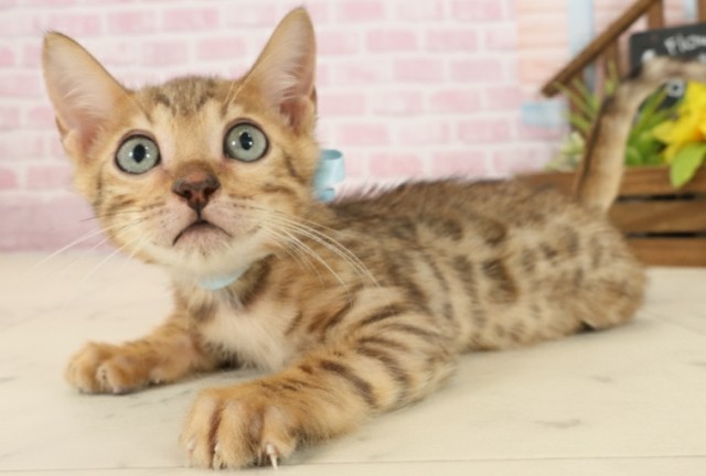 岡山県のベンガル (Coo&RIKU岡山店/2025年8月19日生まれ/男の子/ブラウンスポットタビー)の子猫の3枚目の画像