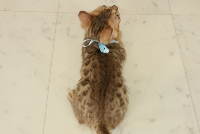 岡山県のベンガル (Coo&RIKU岡山店/2025年8月19日生まれ/男の子/ブラウンスポットタビー)の子猫の4枚目の画像