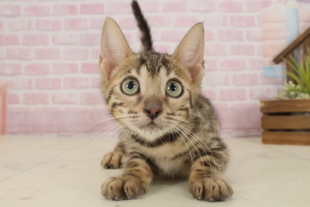 山口県のベンガル (Coo&RIKUサンパークあじす店/2025年8月19日生まれ/女の子/ブラウンスポットタビー)の子猫の1枚目の画像
