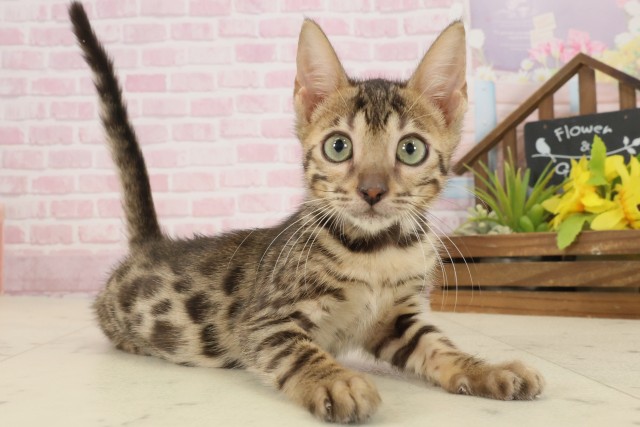 山口県のベンガル (Coo&RIKUサンパークあじす店/2025年8月19日生まれ/女の子/ブラウンスポットタビー)の子猫の2枚目の画像