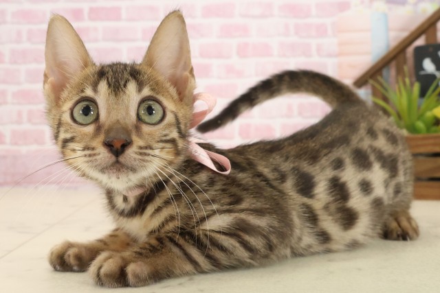 山口県のベンガル (Coo&RIKUサンパークあじす店/2025年8月19日生まれ/女の子/ブラウンスポットタビー)の子猫の3枚目の画像