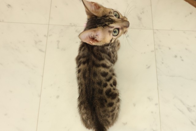 山口県のベンガル (Coo&RIKUサンパークあじす店/2025年8月19日生まれ/女の子/ブラウンスポットタビー)の子猫の4枚目の画像