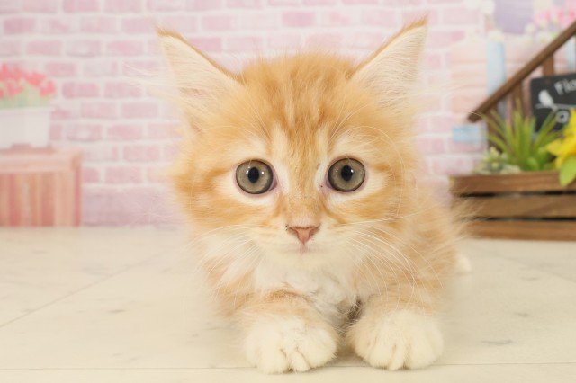 福岡県のミヌエット (Coo&RIKU行橋店/2025年9月10日生まれ/女の子/レッドタビーホワイト)の子猫の1枚目の画像