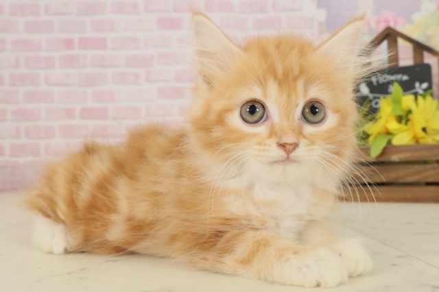 福岡県のミヌエット (Coo&RIKU行橋店/2025年9月10日生まれ/女の子/レッドタビーホワイト)の子猫の2枚目の画像