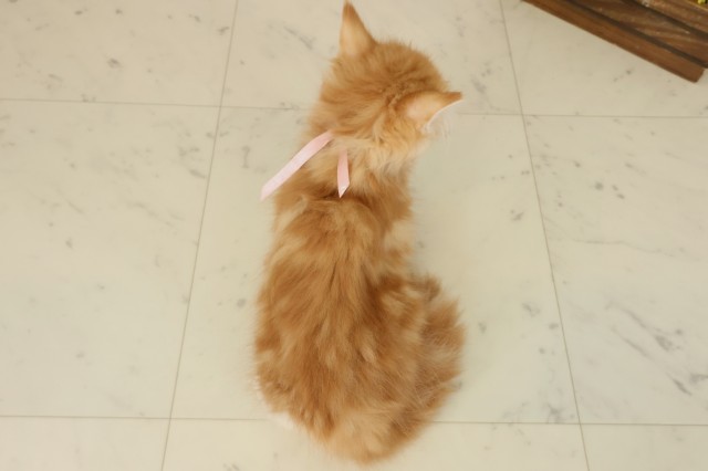 福岡県のミヌエット (Coo&RIKU行橋店/2025年9月10日生まれ/女の子/レッドタビーホワイト)の子猫の4枚目の画像