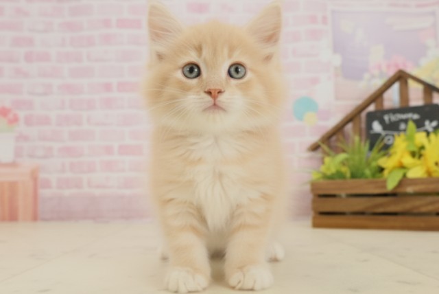 愛媛県のノルウェージャンフォレストキャット (Coo&RIKU愛媛松山店/2025年9月15日生まれ/男の子/クリームタビーホワイト)の子猫