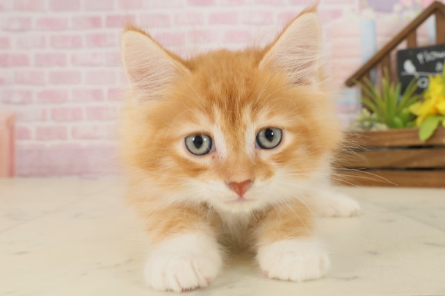 徳島県のノルウェージャンフォレストキャット (Coo&RIKU徳島店/2025年9月15日生まれ/男の子/レッドタビーホワイト)の子猫