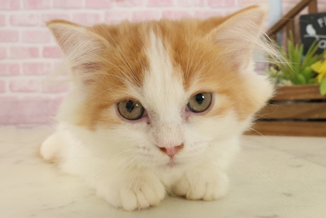 福岡県のマンチカン (Coo&RIKU福岡東店/2025年8月15日生まれ/男の子/レッドタビーホワイト)の子猫