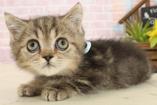 福岡県のエキゾチック (Coo&RIKU大牟田店/2025年9月2日生まれ/男の子/ブラウンタビー)の子猫の3枚目の画像