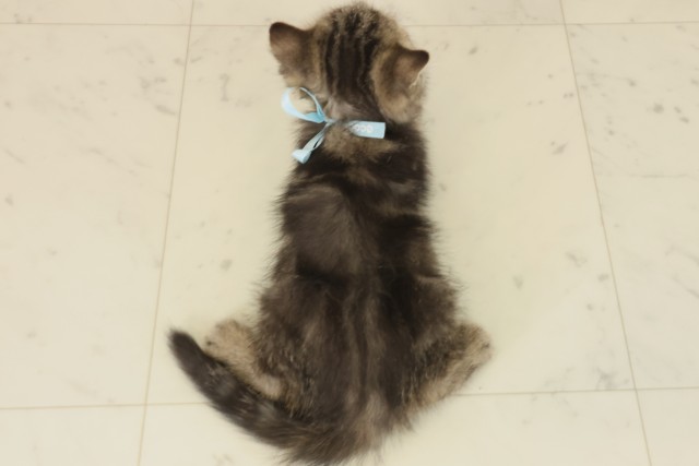 福岡県のエキゾチック (Coo&RIKU大牟田店/2025年9月2日生まれ/男の子/ブラウンタビー)の子猫の4枚目の画像