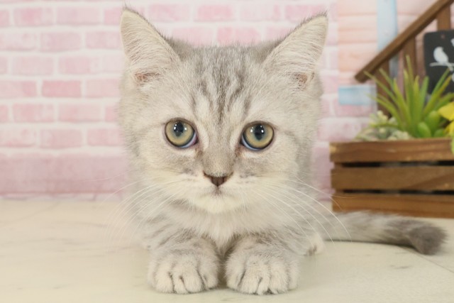 鳥取県のエキゾチック (Coo&RIKUラ・ムー鳥取東店/2025年9月2日生まれ/男の子/ブルータビー)の子猫の1枚目の画像