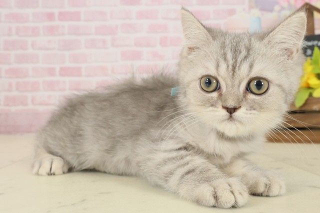 鳥取県のエキゾチック (Coo&RIKUラ・ムー鳥取東店/2025年9月2日生まれ/男の子/ブルータビー)の子猫の2枚目の画像