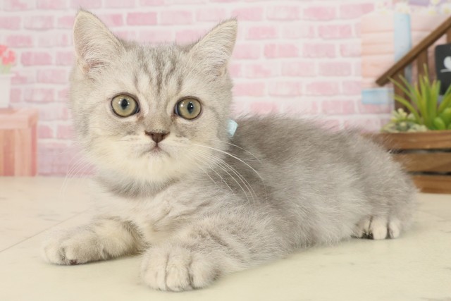 鳥取県のエキゾチック (Coo&RIKUラ・ムー鳥取東店/2025年9月2日生まれ/男の子/ブルータビー)の子猫の3枚目の画像