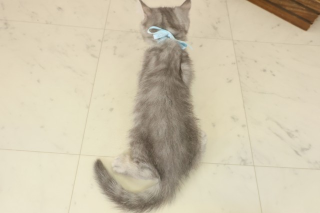 鳥取県のエキゾチック (Coo&RIKUラ・ムー鳥取東店/2025年9月2日生まれ/男の子/ブルータビー)の子猫の4枚目の画像