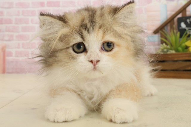 佐賀県のエキゾチック (Coo&RIKU佐賀神埼店/2025年9月2日生まれ/女の子/トービーホワイト)の子猫の1枚目の画像