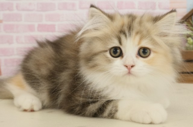 佐賀県のエキゾチック (Coo&RIKU佐賀神埼店/2025年9月2日生まれ/女の子/トービーホワイト)の子猫の2枚目の画像