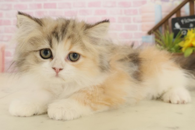 佐賀県のエキゾチック (Coo&RIKU佐賀神埼店/2025年9月2日生まれ/女の子/トービーホワイト)の子猫の3枚目の画像