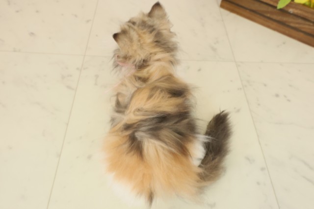 佐賀県のエキゾチック (Coo&RIKU佐賀神埼店/2025年9月2日生まれ/女の子/トービーホワイト)の子猫の4枚目の画像