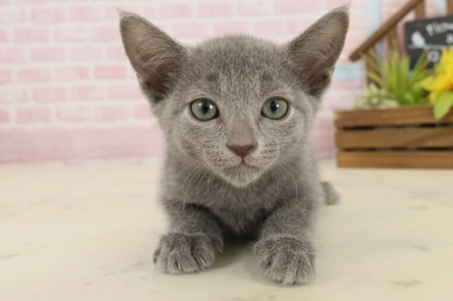 熊本県のロシアンブルー (Coo&RIKU宇土シティモール店/2025年9月11日生まれ/女の子/ブルー)の子猫の1枚目の画像