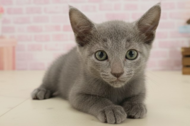熊本県のロシアンブルー (Coo&RIKU宇土シティモール店/2025年9月11日生まれ/女の子/ブルー)の子猫の2枚目の画像