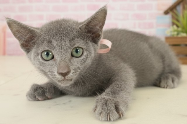 熊本県のロシアンブルー (Coo&RIKU宇土シティモール店/2025年9月11日生まれ/女の子/ブルー)の子猫の3枚目の画像