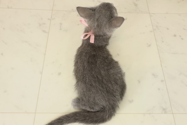 熊本県のロシアンブルー (Coo&RIKU宇土シティモール店/2025年9月11日生まれ/女の子/ブルー)の子猫の4枚目の画像