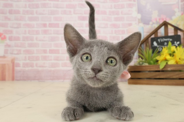 鹿児島県のロシアンブルー (Coo&RIKU鹿児島店/2025年9月11日生まれ/女の子/ブルー)の子猫の1枚目の画像