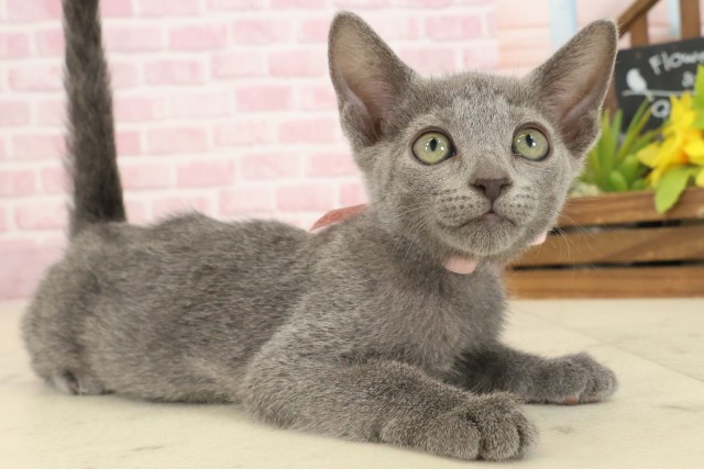 鹿児島県のロシアンブルー (Coo&RIKU鹿児島店/2025年9月11日生まれ/女の子/ブルー)の子猫の2枚目の画像