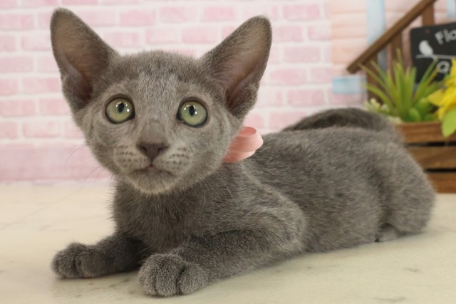 鹿児島県のロシアンブルー (Coo&RIKU鹿児島店/2025年9月11日生まれ/女の子/ブルー)の子猫の3枚目の画像