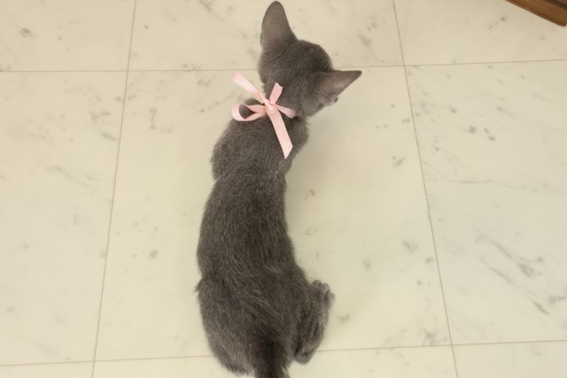 鹿児島県のロシアンブルー (Coo&RIKU鹿児島店/2025年9月11日生まれ/女の子/ブルー)の子猫の4枚目の画像