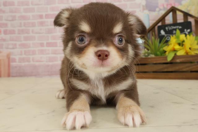 高知県のチワワ(ロング) (Coo&RIKU高知御座店/2025年9月18日生まれ/男の子/チョコレートタンホワイト)の子犬の1枚目の画像