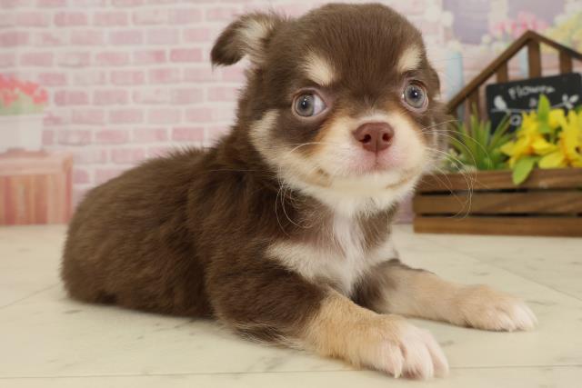 高知県のチワワ(ロング) (Coo&RIKU高知御座店/2025年9月18日生まれ/男の子/チョコレートタンホワイト)の子犬の2枚目の画像