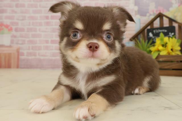 高知県のチワワ(ロング) (Coo&RIKU高知御座店/2025年9月18日生まれ/男の子/チョコレートタンホワイト)の子犬の3枚目の画像