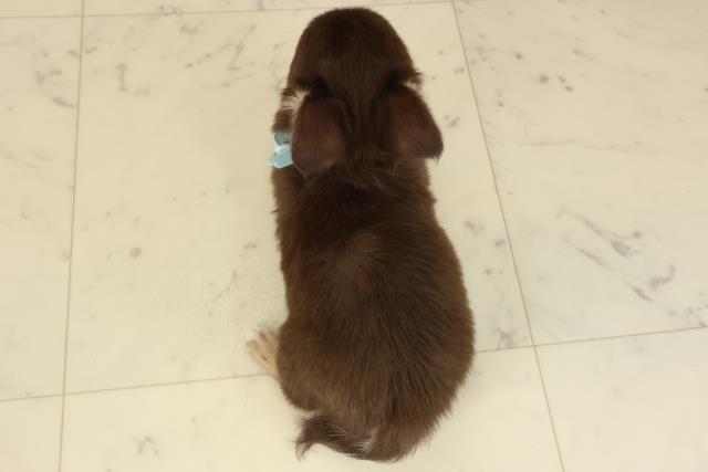 高知県のチワワ(ロング) (Coo&RIKU高知御座店/2025年9月18日生まれ/男の子/チョコレートタンホワイト)の子犬の4枚目の画像